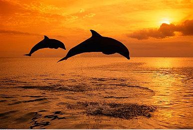 《刀剑神域：彼岸游境》NS版 确认于9月29日发售